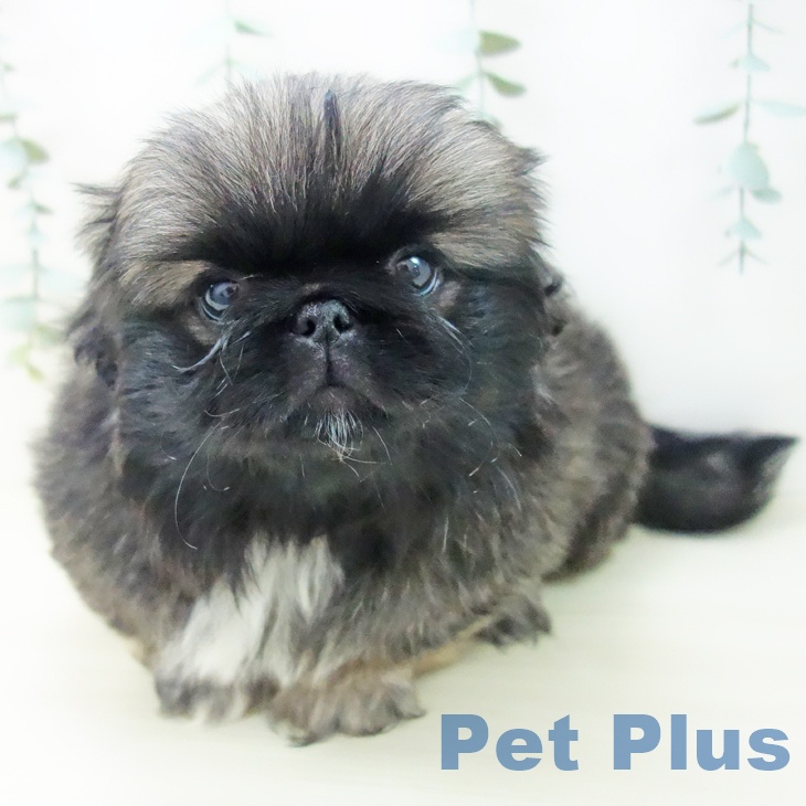 ペキニーズの写真2