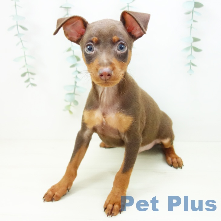 ミニチュア・ピンシャー