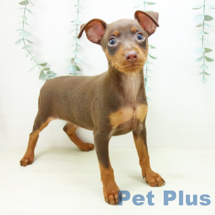 ミニチュア・ピンシャーの写真2