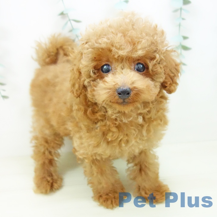 トイ・プードル