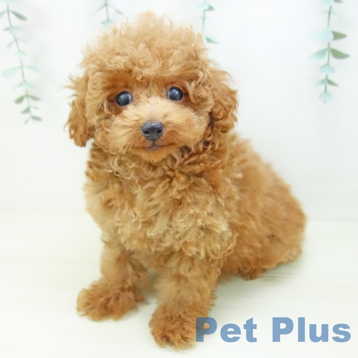 トイ・プードル