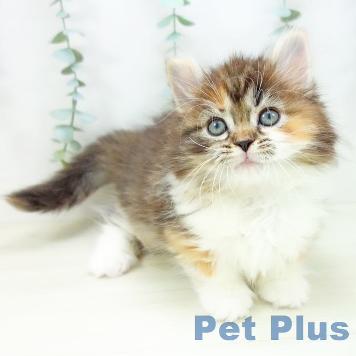 マンチカンの写真2