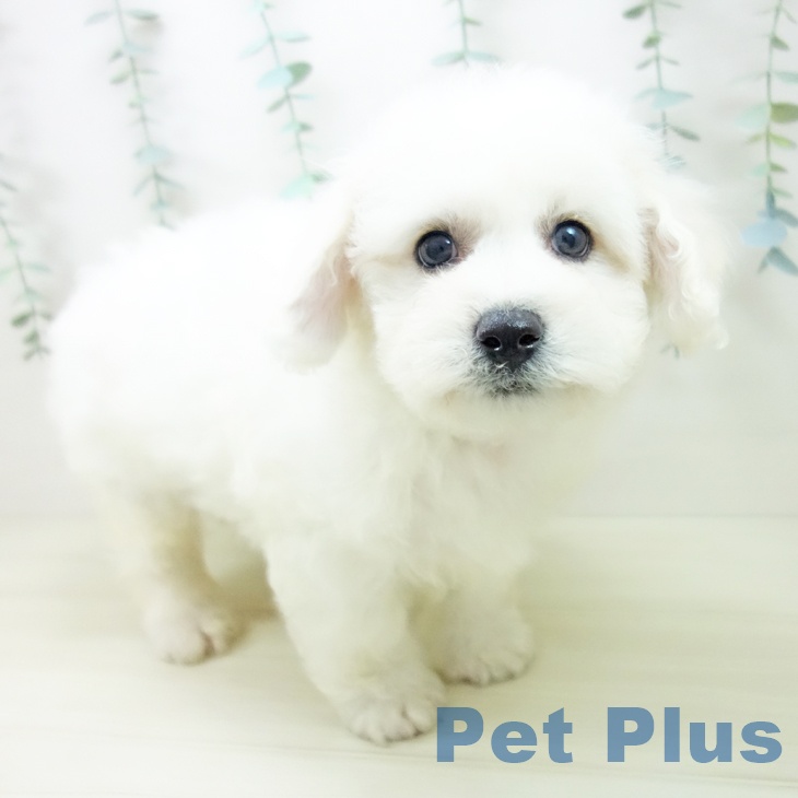 ビション・フリーゼ