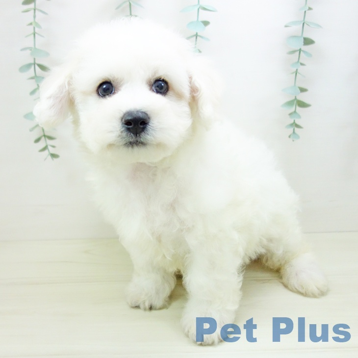 ビション・フリーゼの写真2