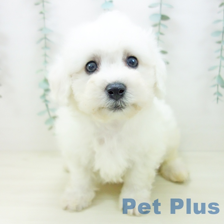 ビション・フリーゼ