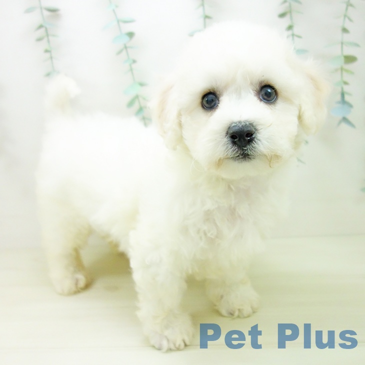 ビション・フリーゼ