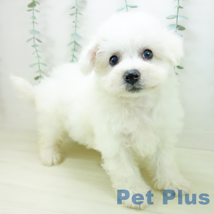 ビション・フリーゼ