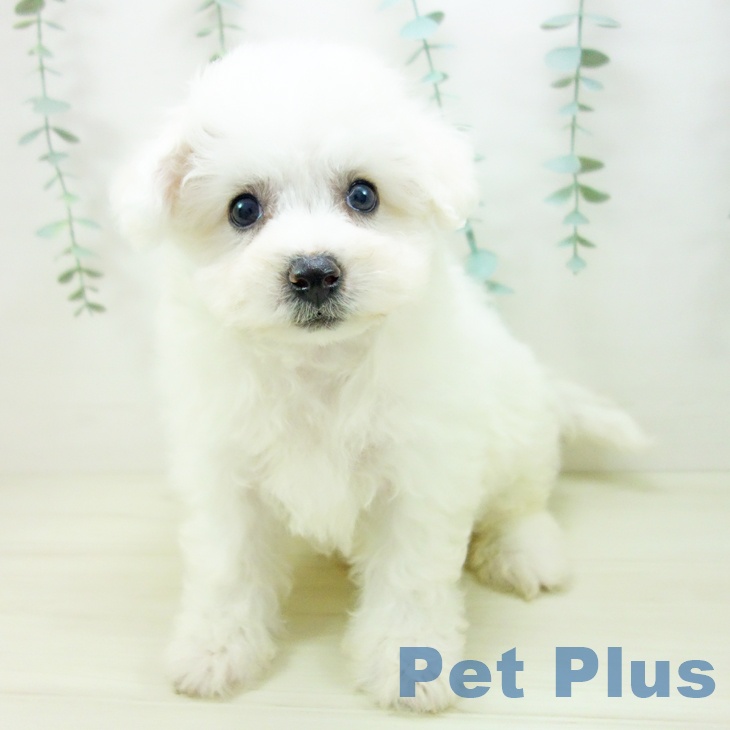 ビション・フリーゼの写真2