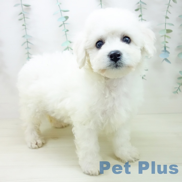 ビション・フリーゼ