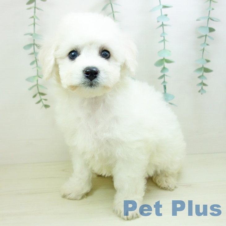 ビション・フリーゼの写真2