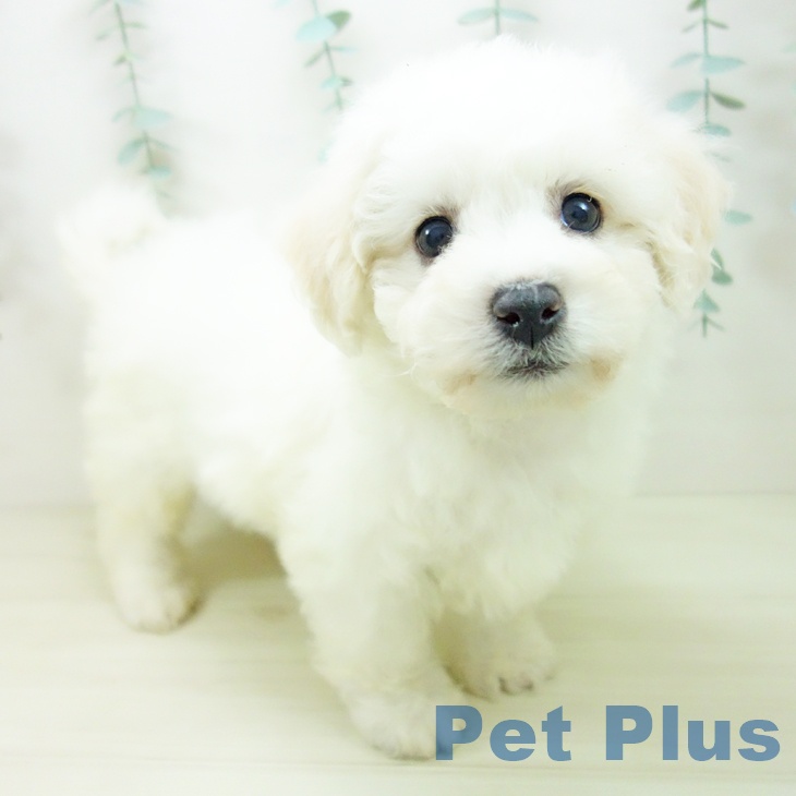 ビション・フリーゼ