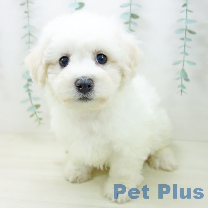 ビション・フリーゼの写真2