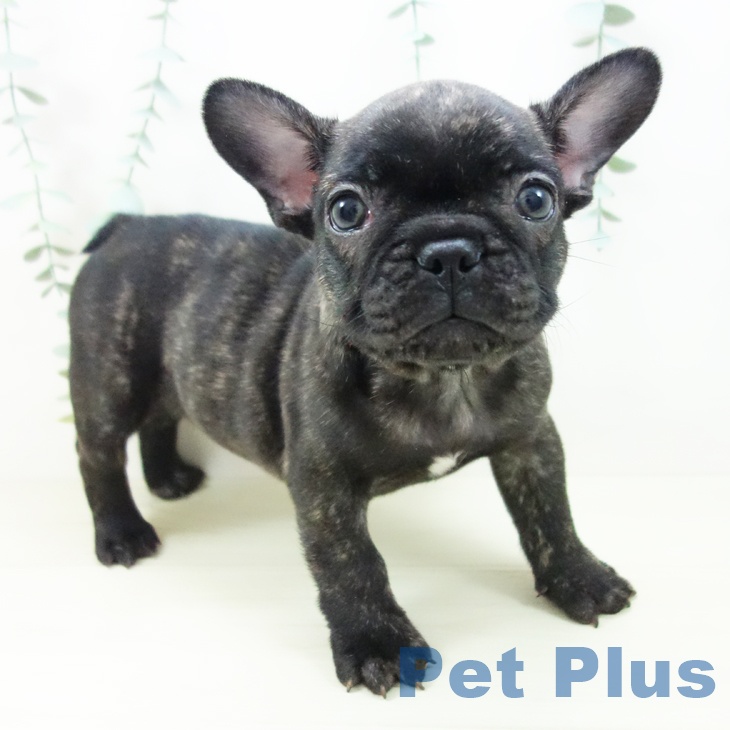 フレンチ・ブルドッグ