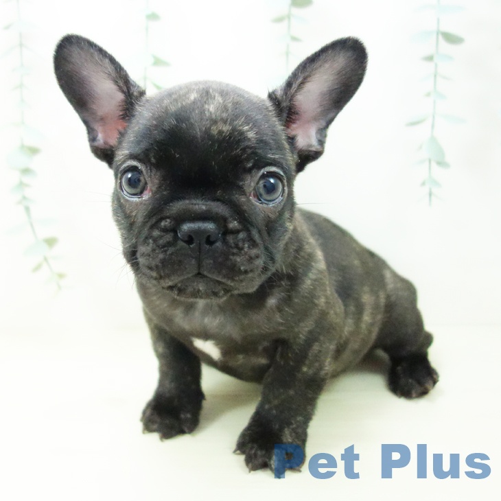 フレンチ・ブルドッグの写真2