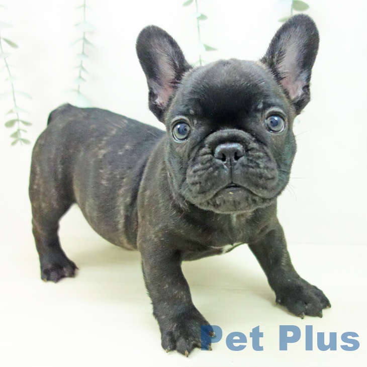 フレンチ・ブルドッグ