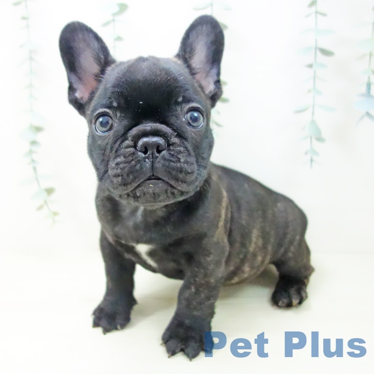 フレンチ・ブルドッグ