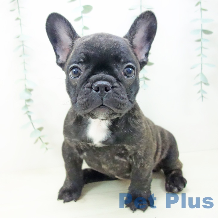 フレンチ・ブルドッグ