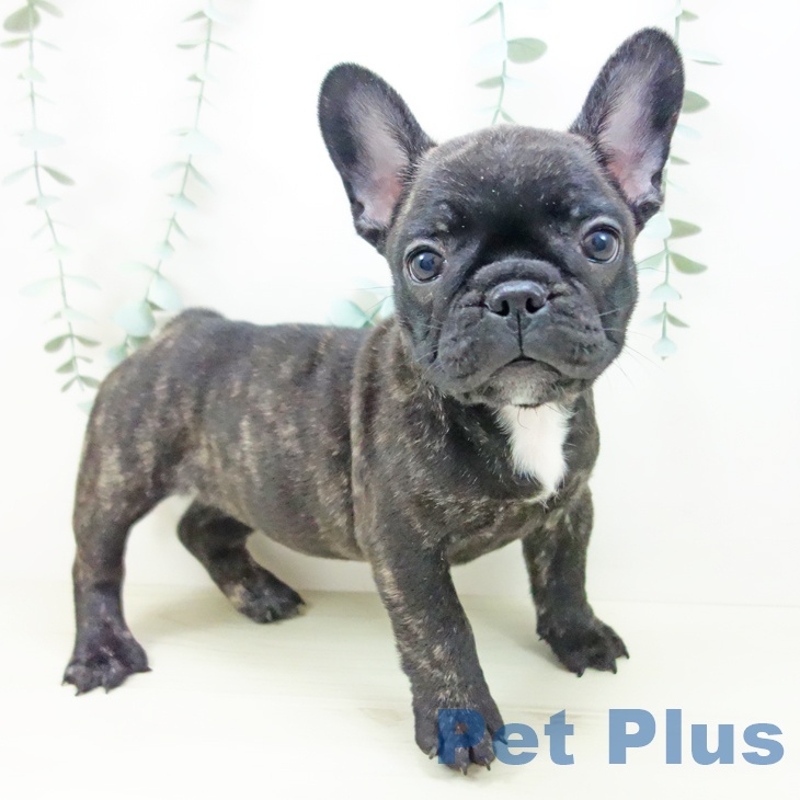 フレンチ・ブルドッグの写真2