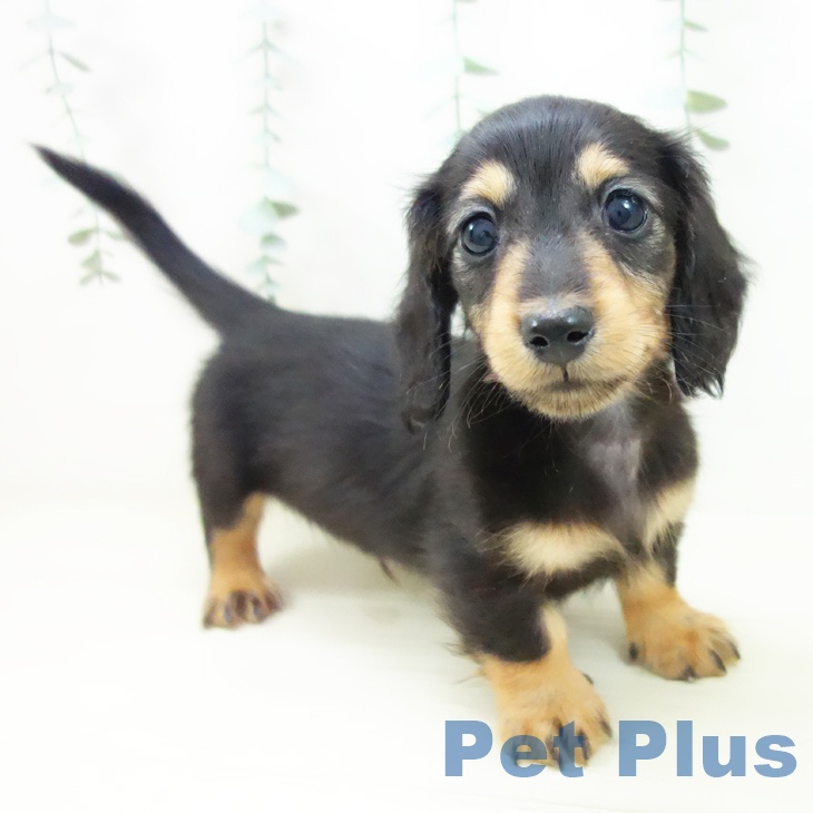 ミニチュア・ダックスフンド