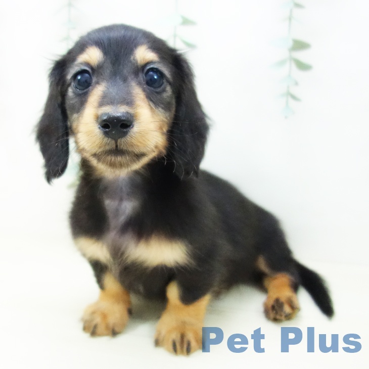 ミニチュア・ダックスフンドの写真2