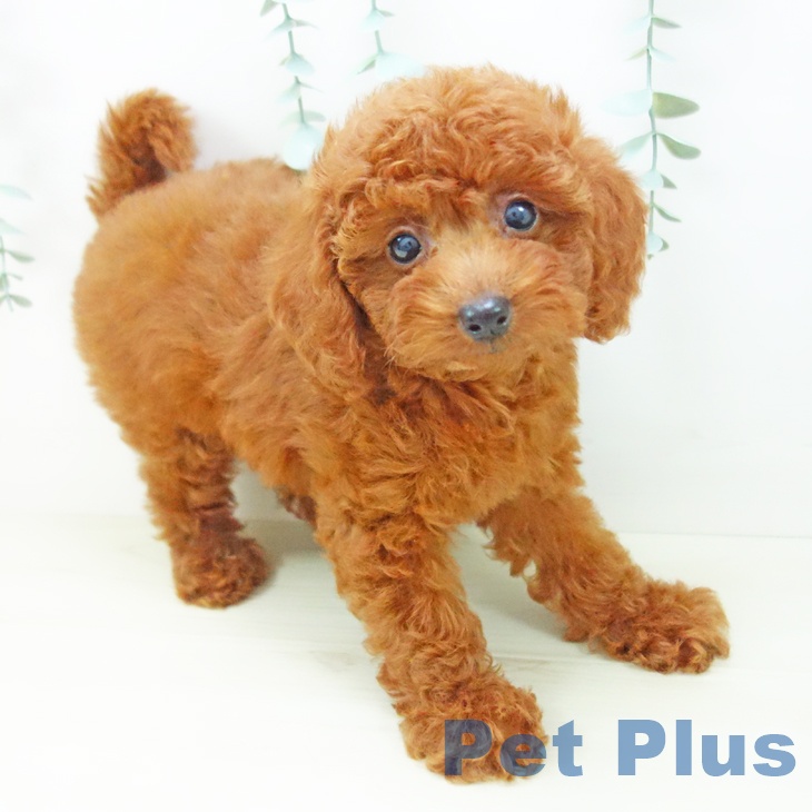 トイ・プードル