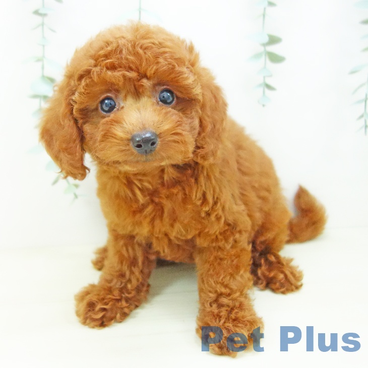 トイ・プードルの写真2