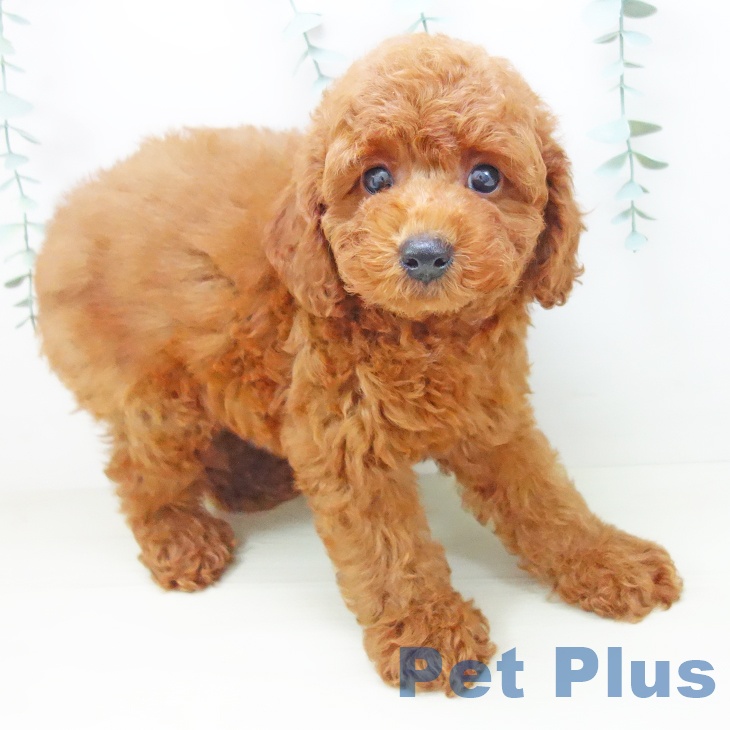 トイ・プードルの写真2