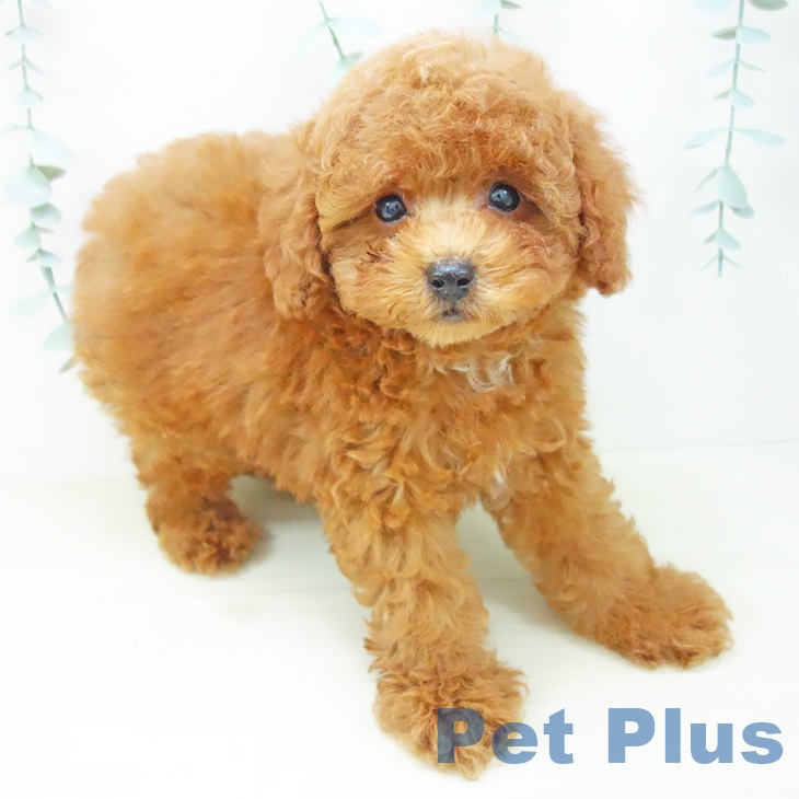 トイ・プードル