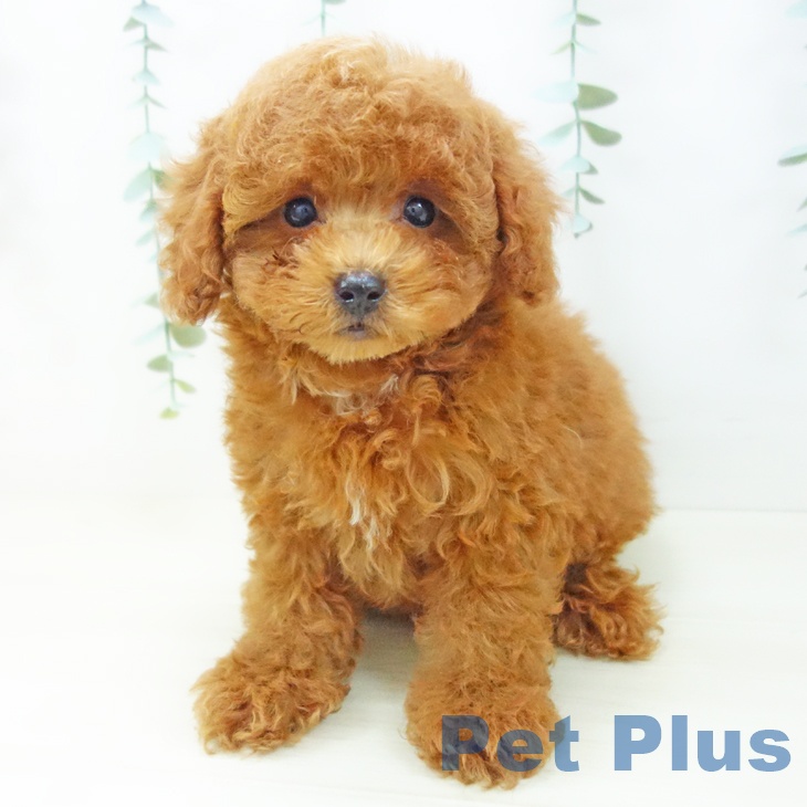 トイ・プードルの写真2