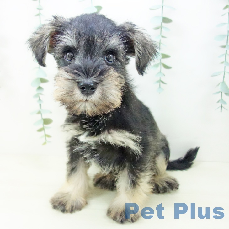 ミニチュア・シュナウザー