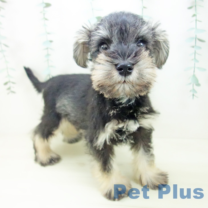 ミニチュア・シュナウザーの写真2