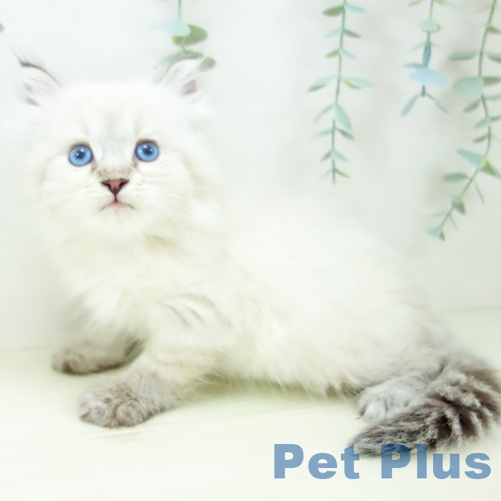 サイベリアンの写真2