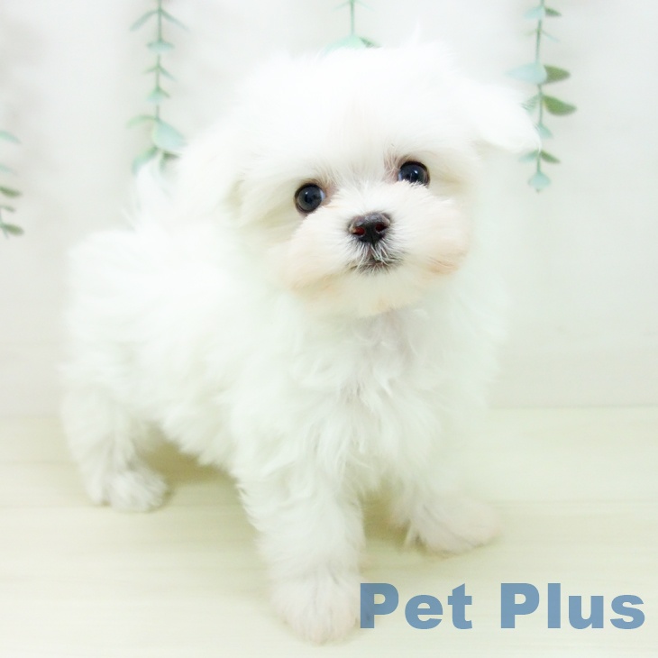 マルチーズの写真2