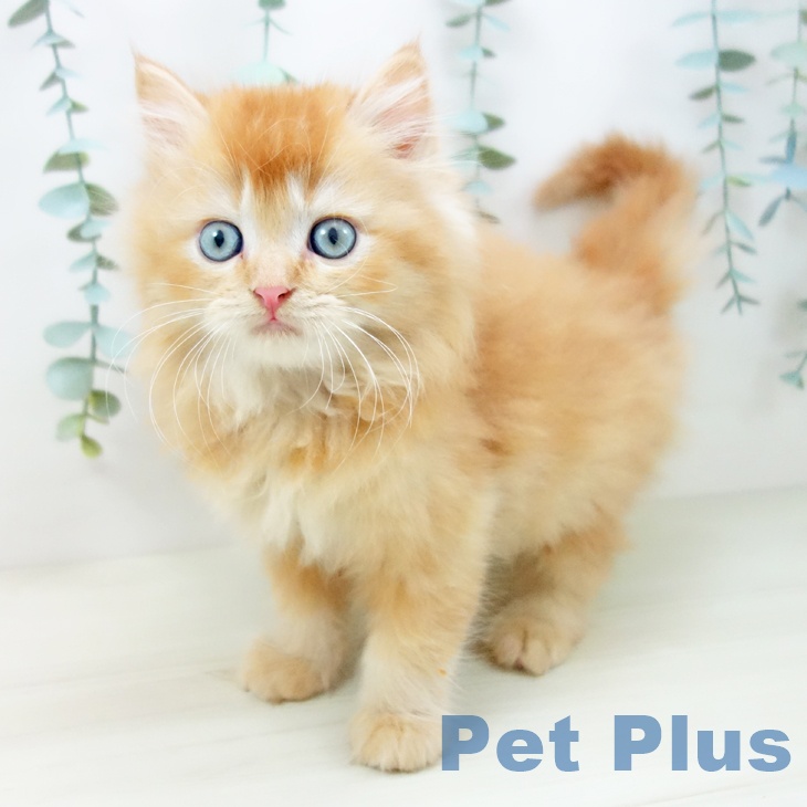 ラガマフィンの写真2