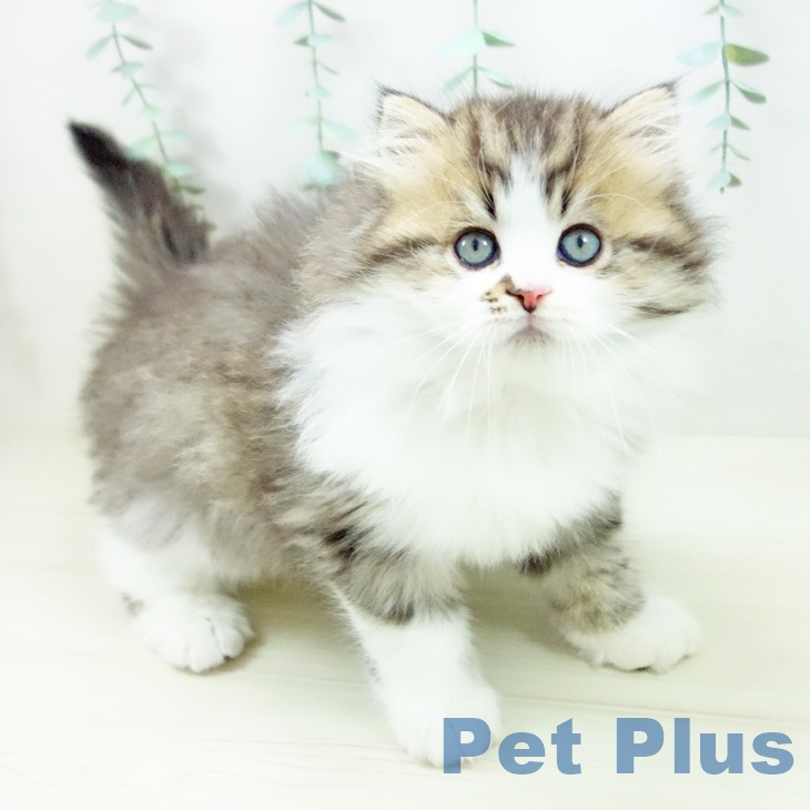 スコティッシュフォールド