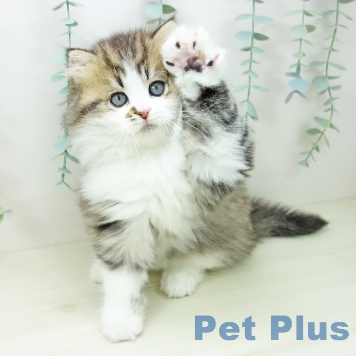 スコティッシュフォールドの写真2