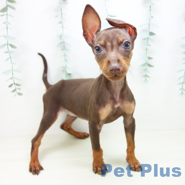 ミニチュア・ピンシャー