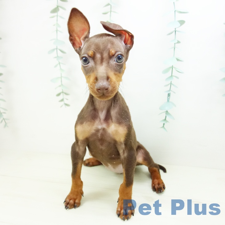 ミニチュア・ピンシャーの写真2