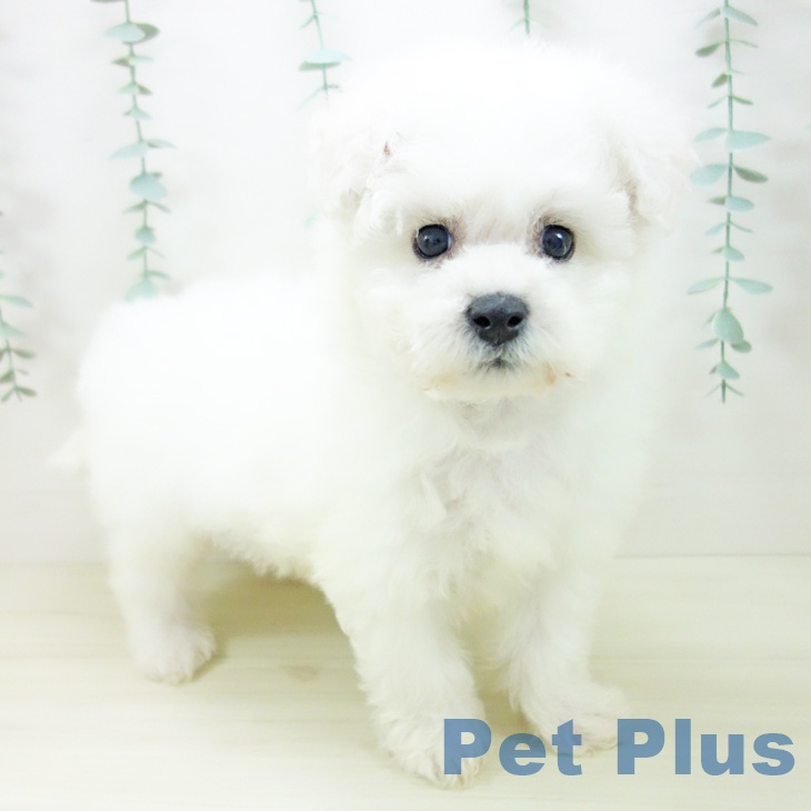 ビション・フリーゼ