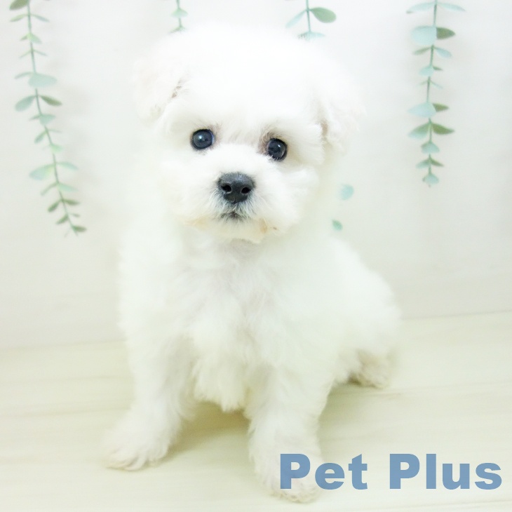 ビション・フリーゼ