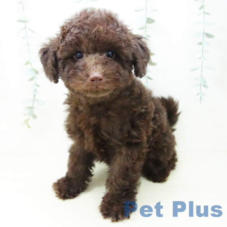 トイ・プードルの写真2