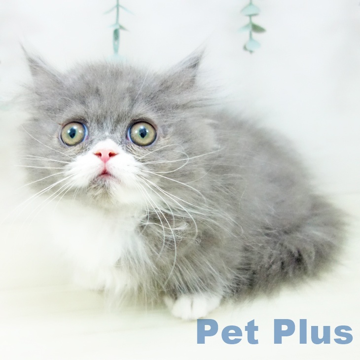 ミヌエットの写真2