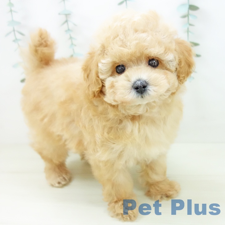 トイ・プードル