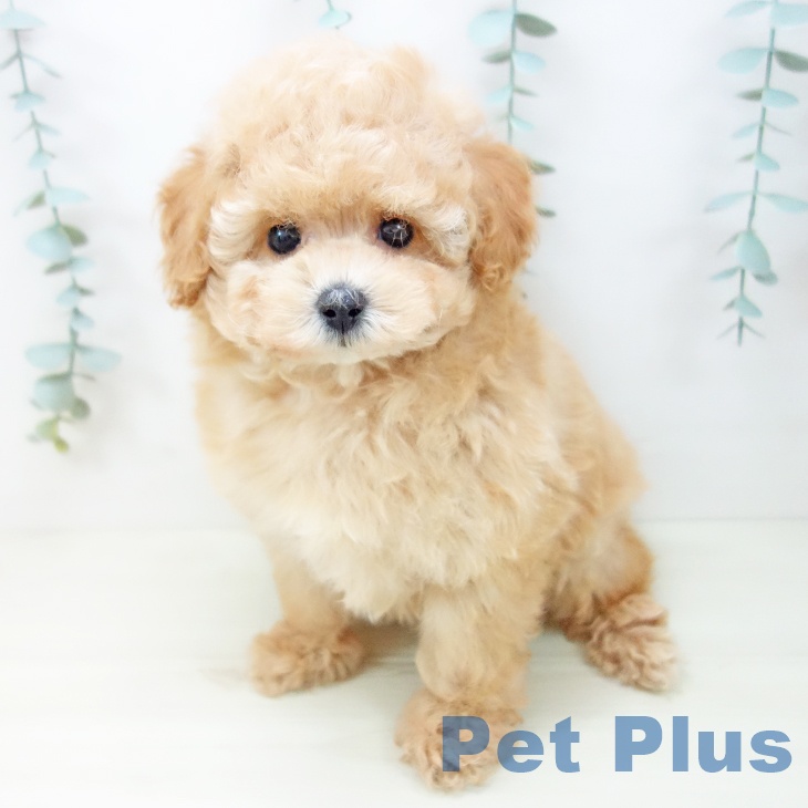 トイ・プードルの写真2