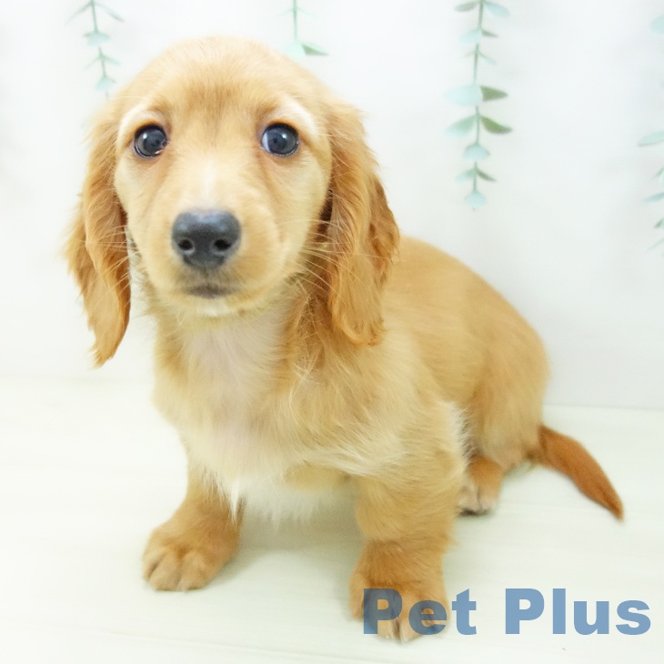 ミニチュア・ダックスフンドの写真2