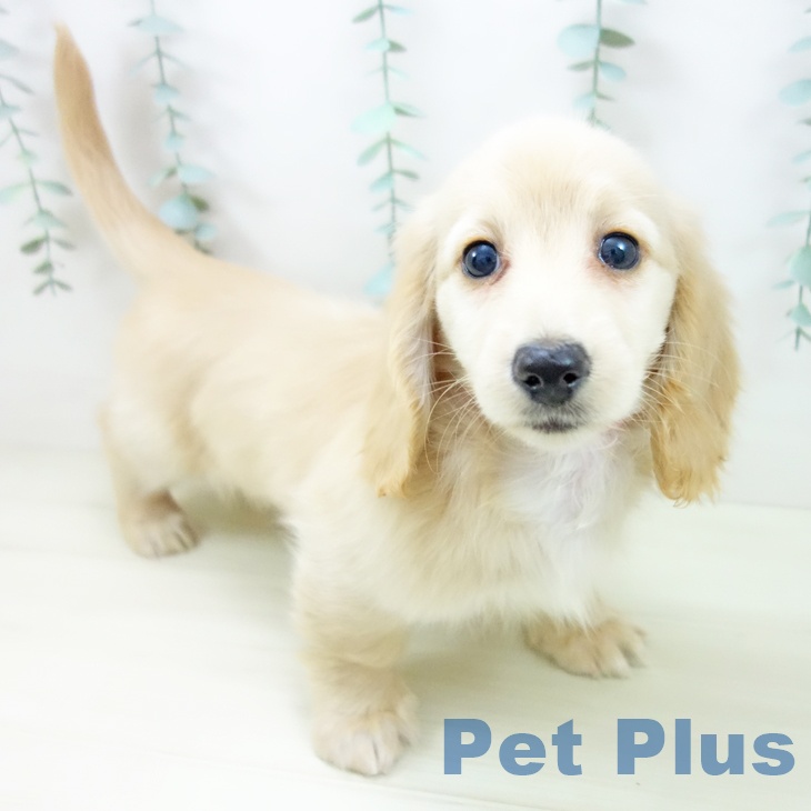 ミニチュア・ダックスフンド