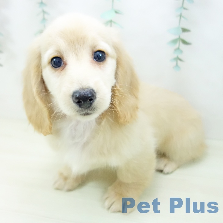 ミニチュア・ダックスフンドの写真2