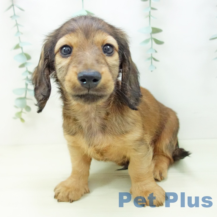 ミニチュア・ダックスフンドの写真2