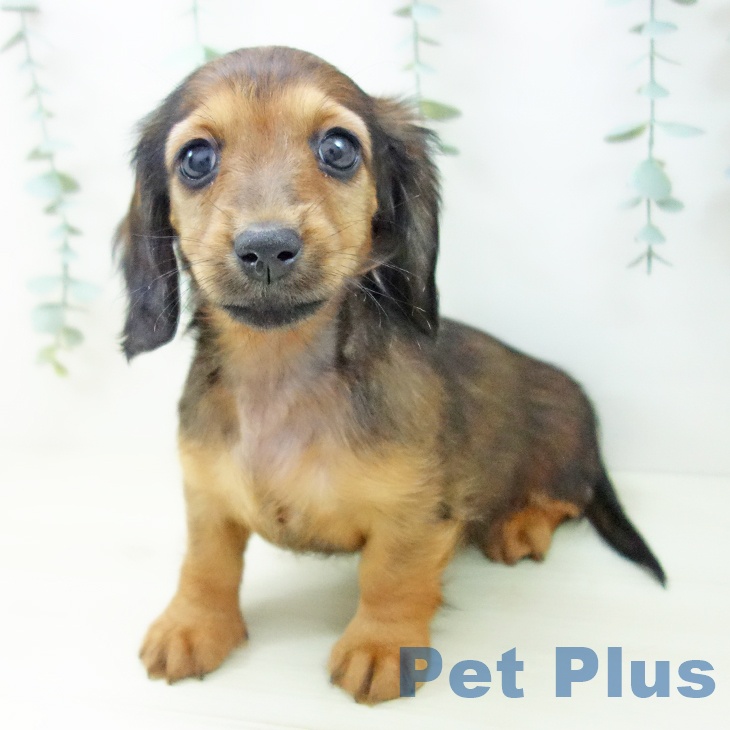 ミニチュア・ダックスフンド