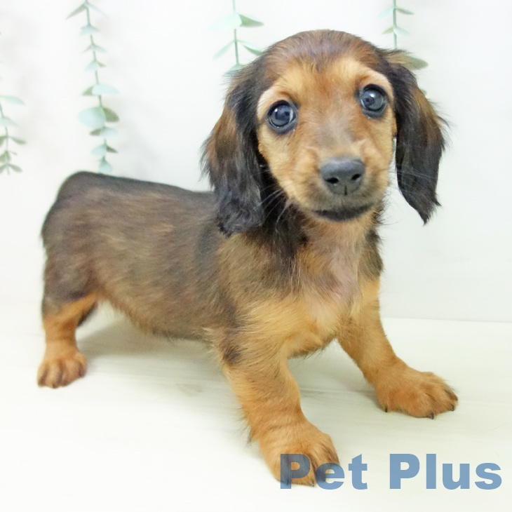 ミニチュア・ダックスフンドの写真2